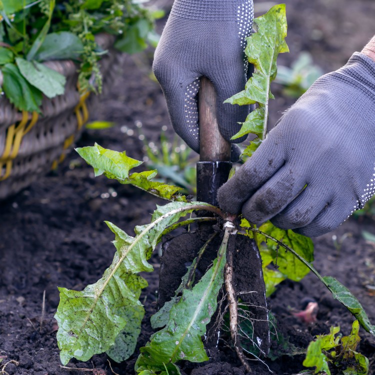 Landscaping in Cedar Rapids, IA