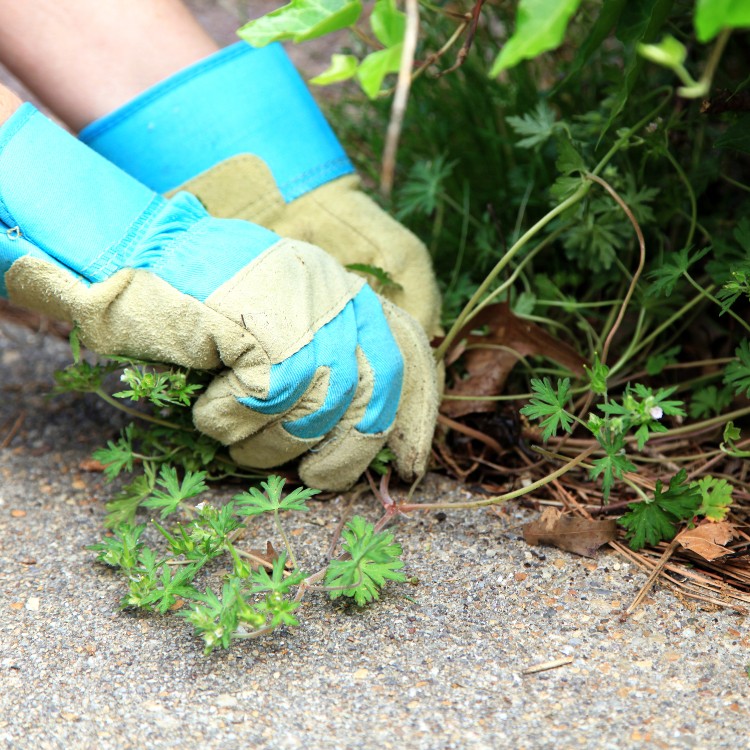 Landscaping in Cedar Rapids, IA