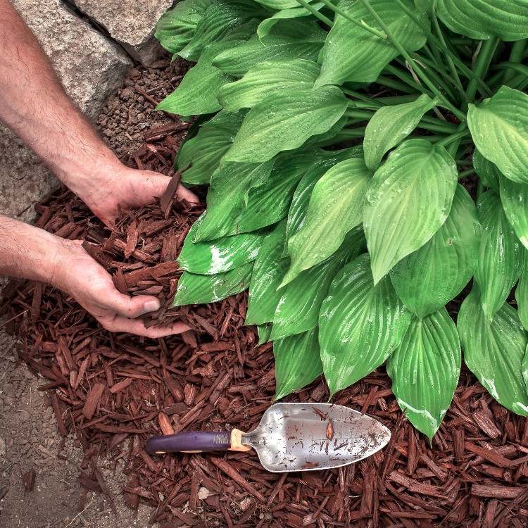Landscaping in Cedar Rapids, IA